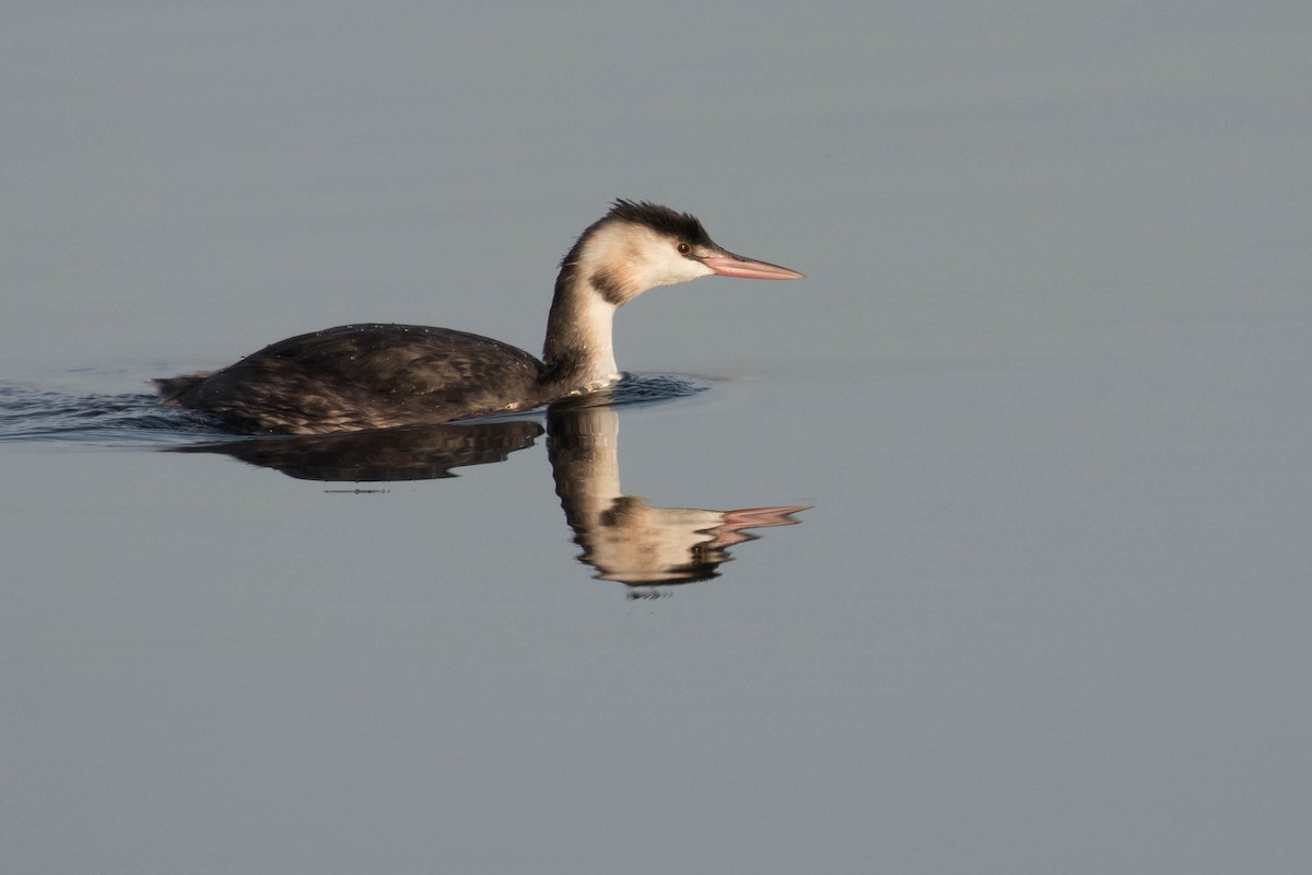 Great Crested Grebe - ML376575641