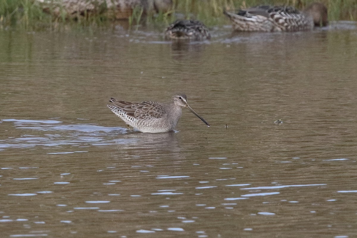 Long-billed Dowitcher - Sam Zhang