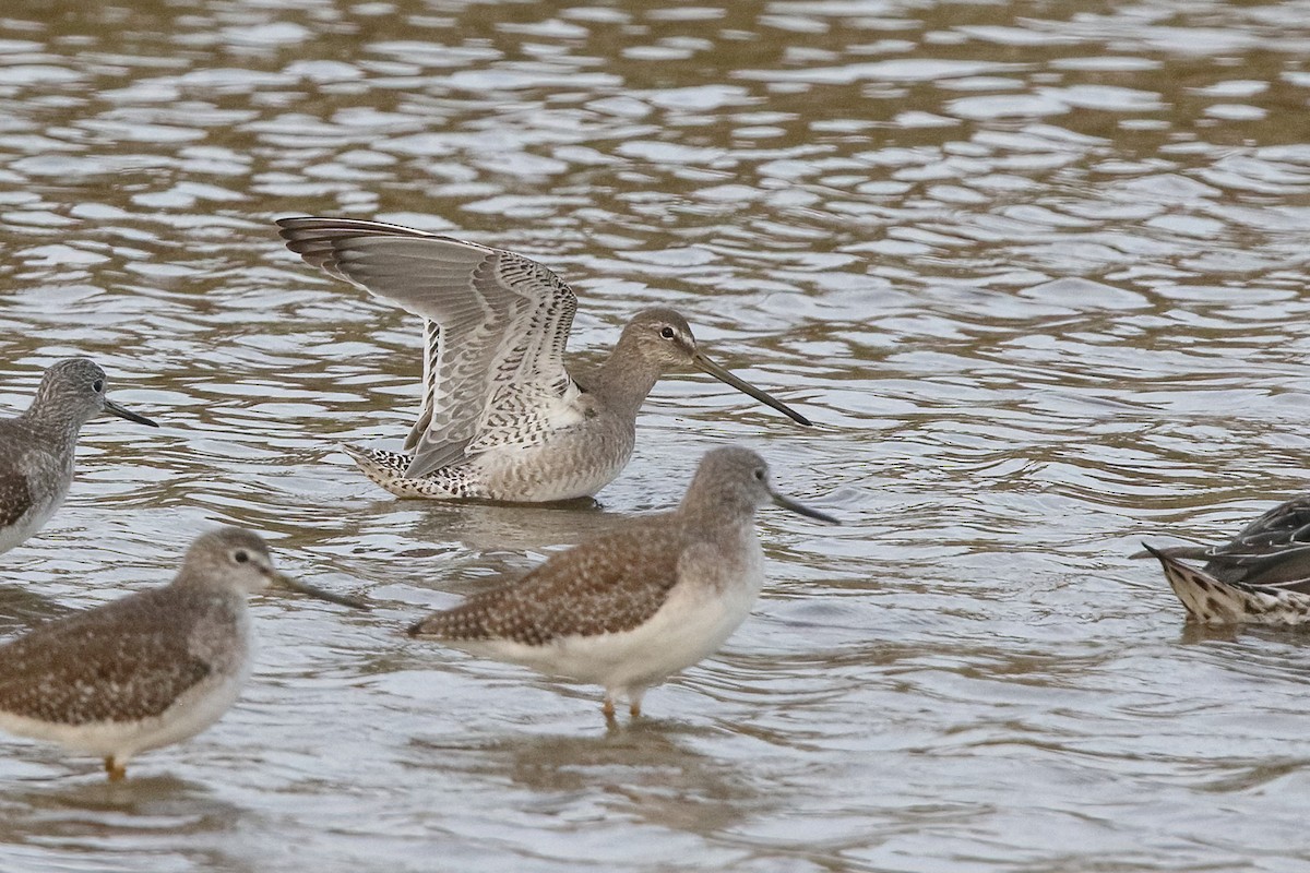 Long-billed Dowitcher - Sam Zhang