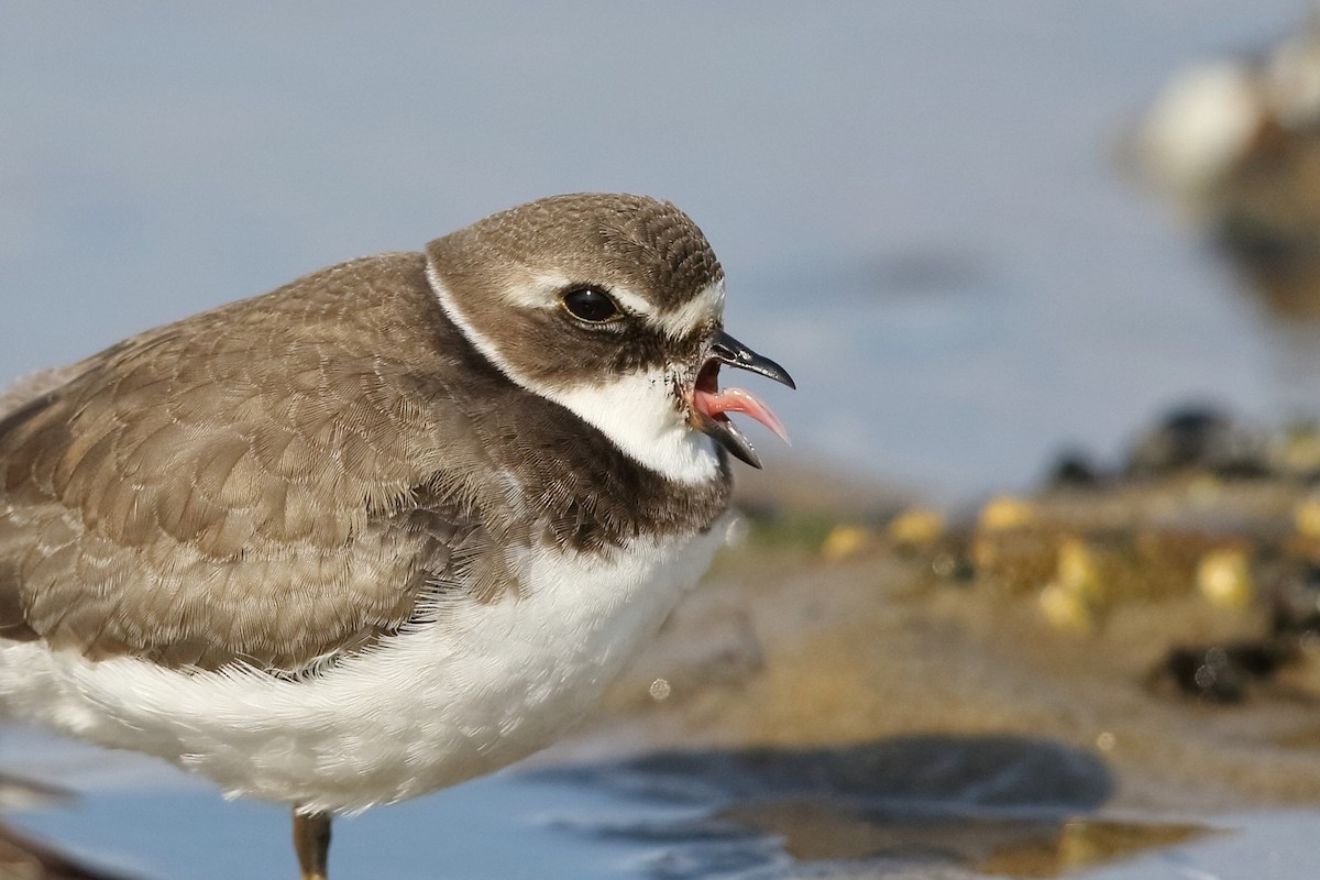 Semipalmated Plover - ML376584331