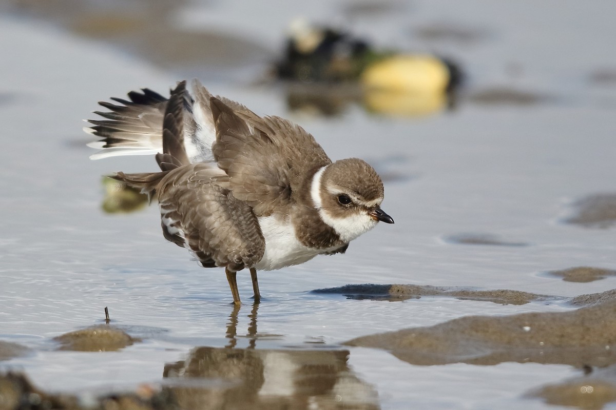 Semipalmated Plover - ML376584351