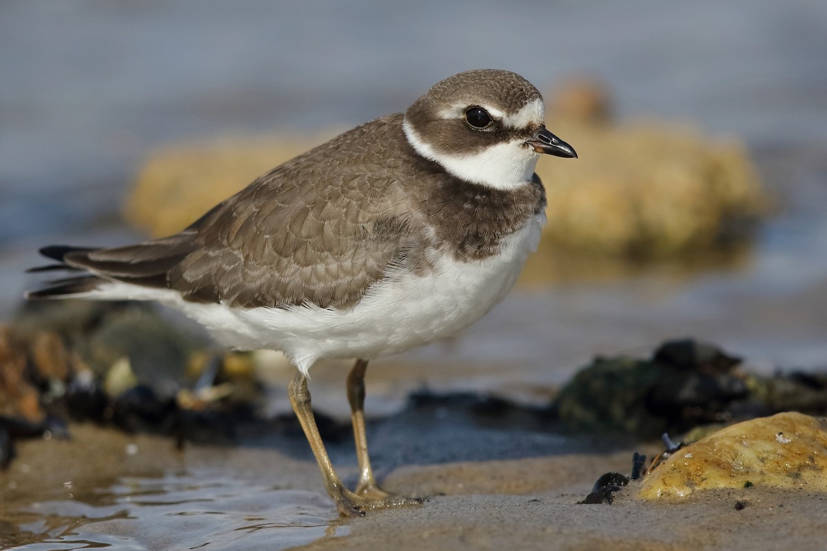 Semipalmated Plover - ML376584371