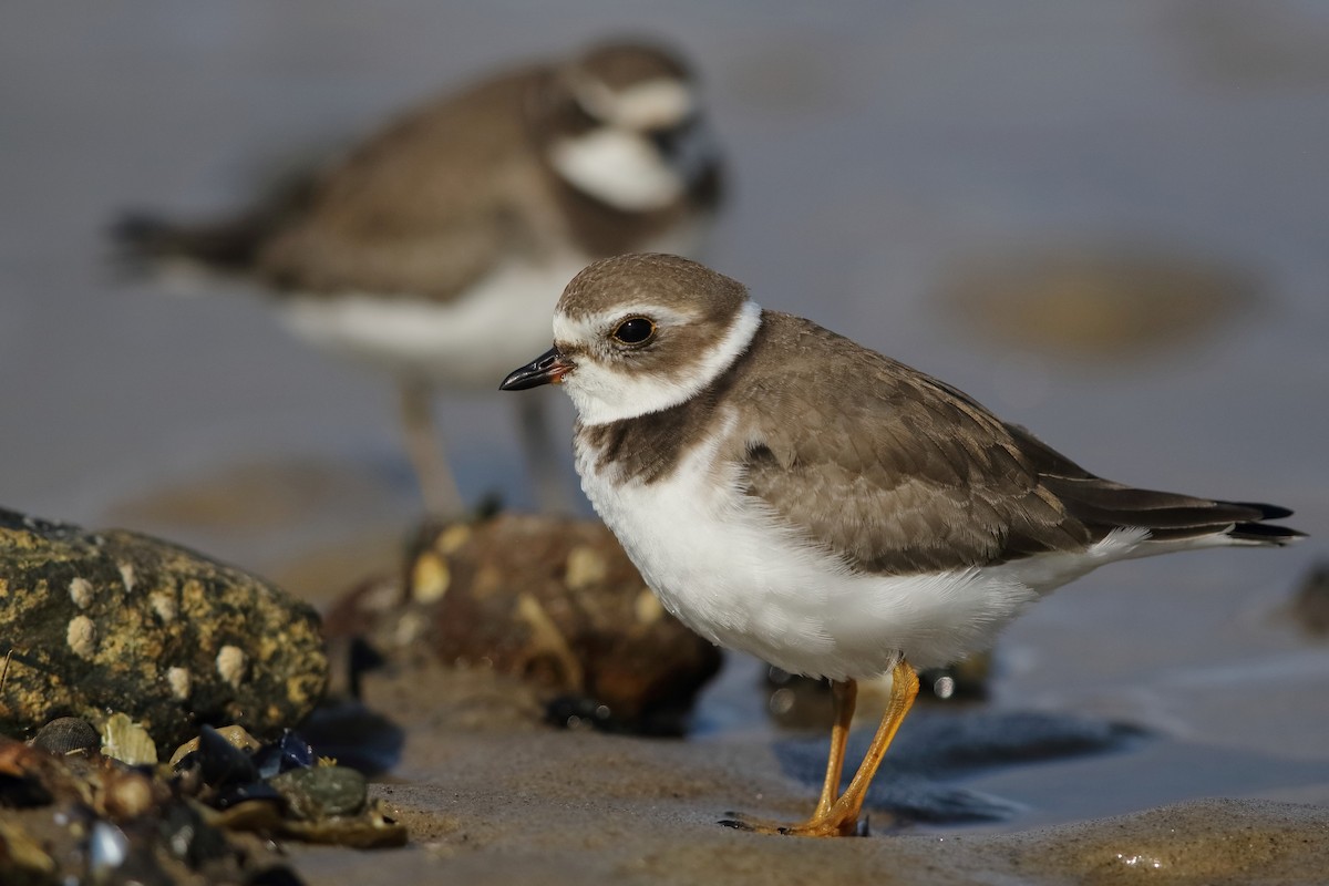 Semipalmated Plover - ML376584391