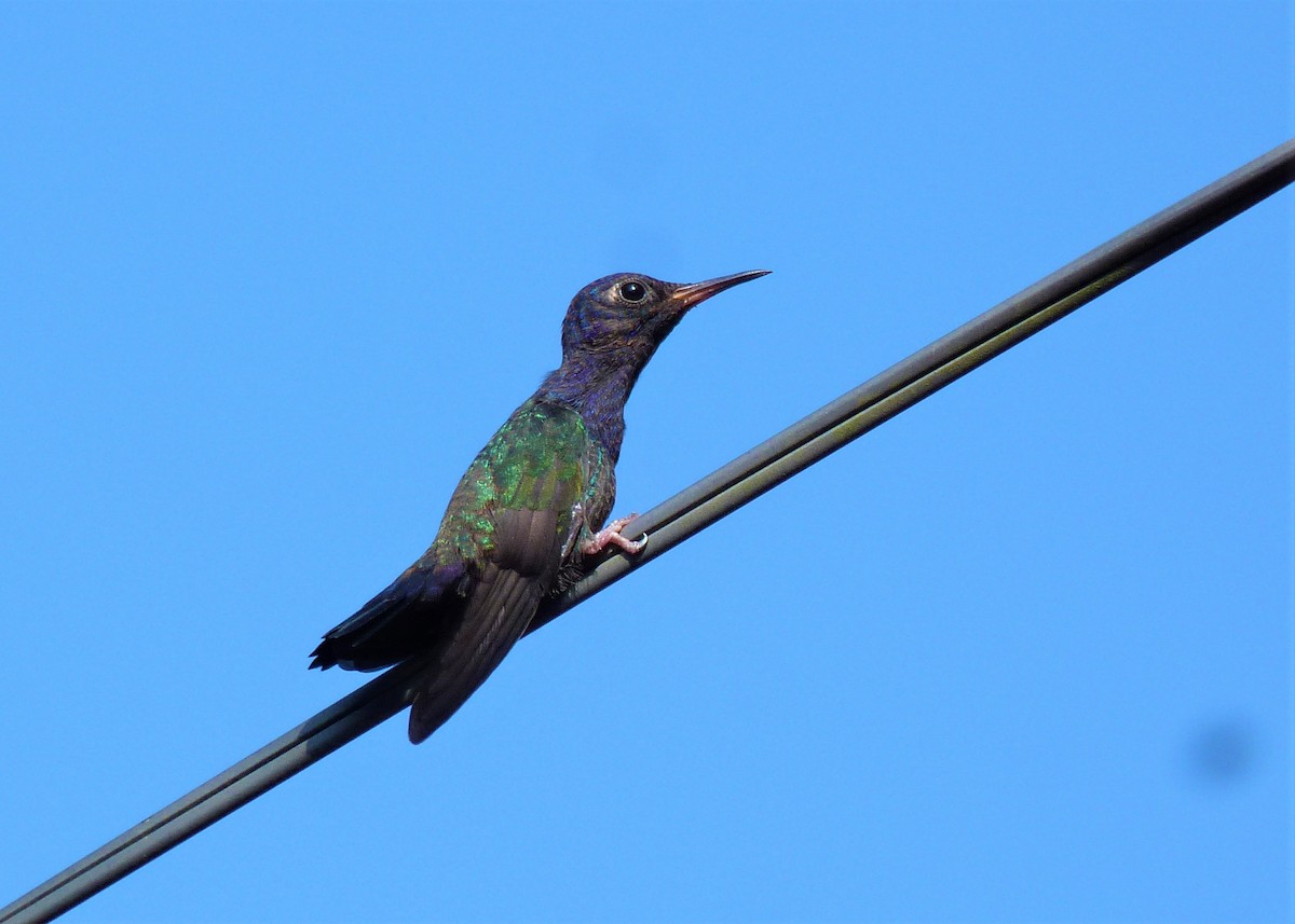 Swallow-tailed Hummingbird - ML376587361