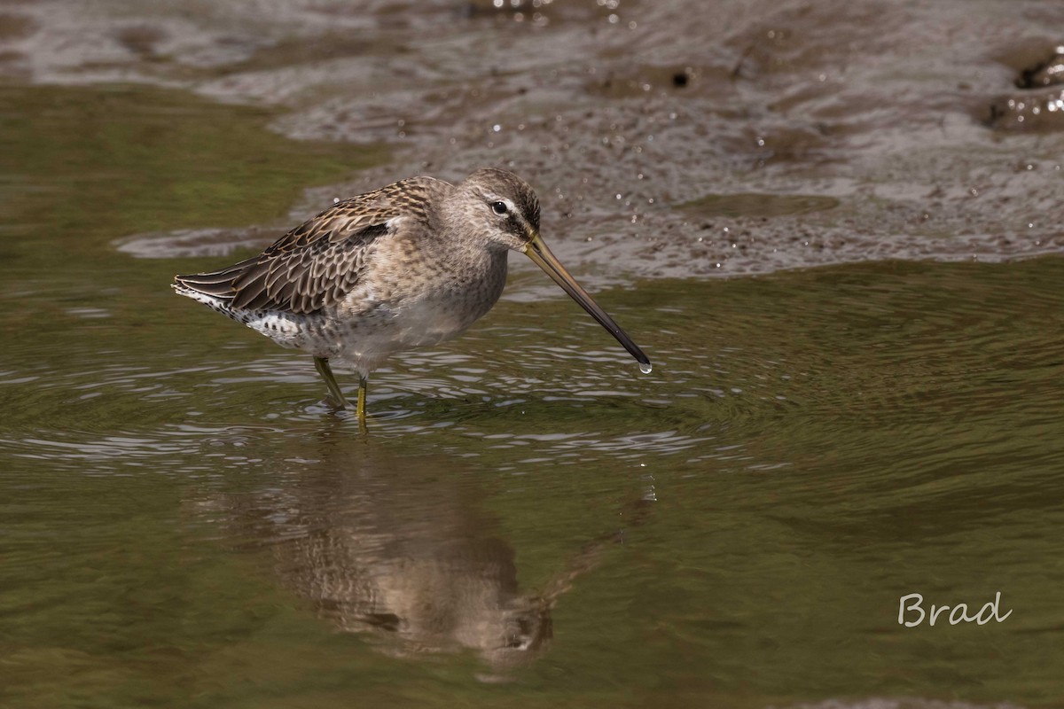 Long-billed Dowitcher - ML37659191