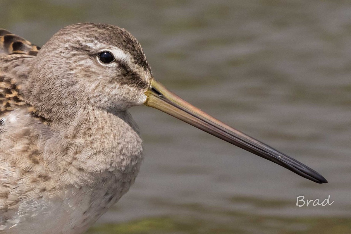 Long-billed Dowitcher - ML37659201