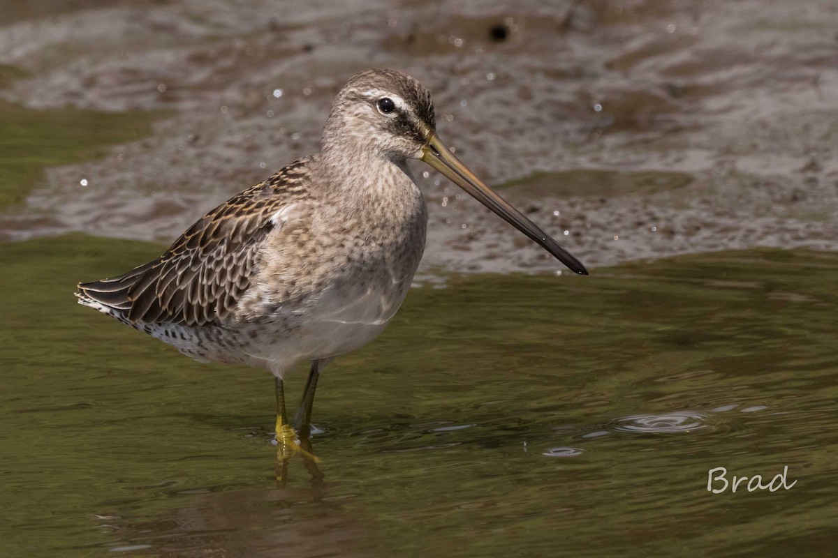 Long-billed Dowitcher - ML37659211