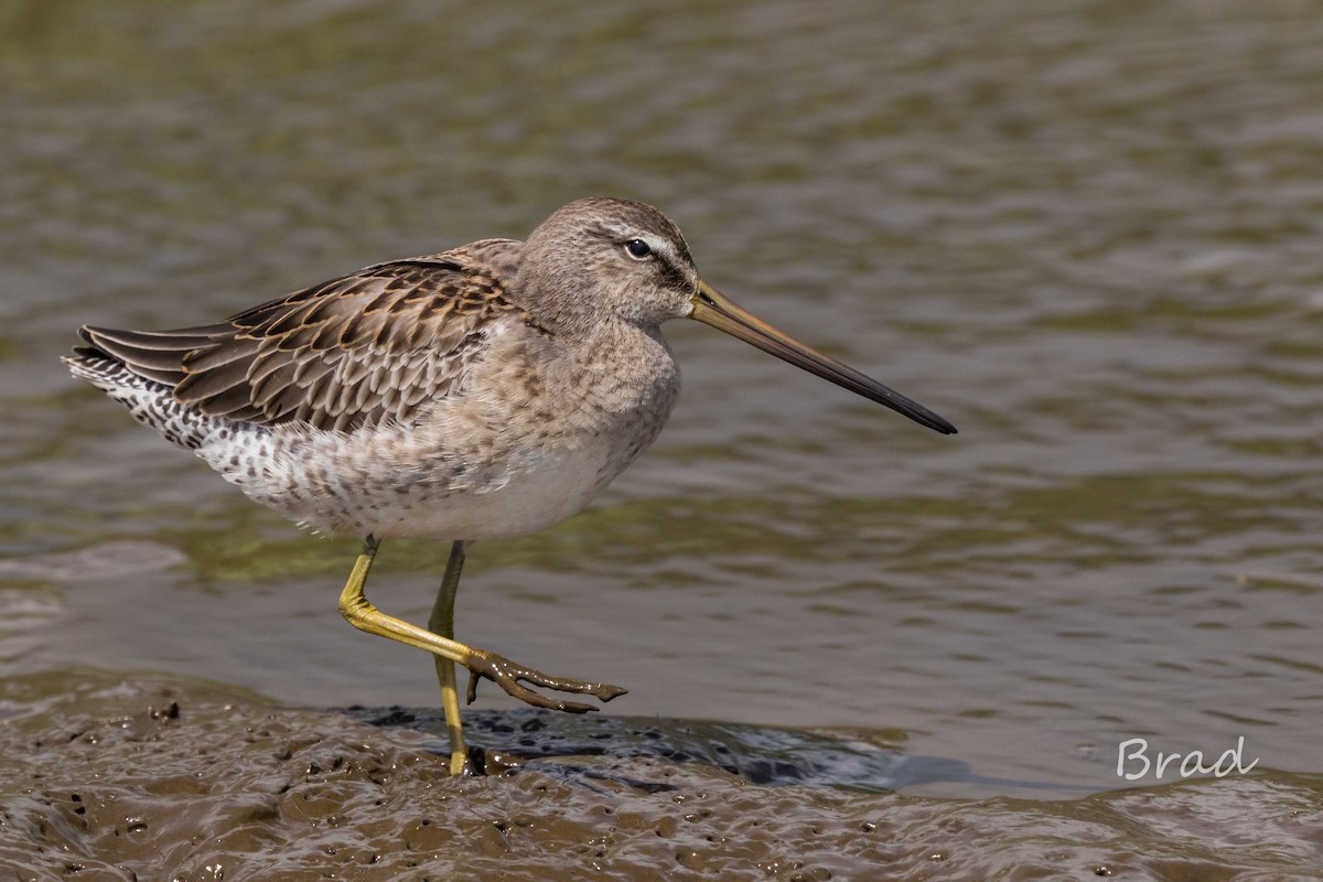 Long-billed Dowitcher - ML37659221