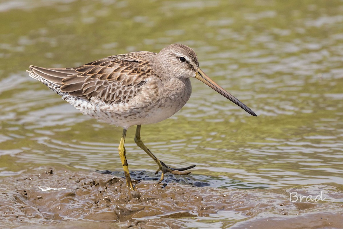 Long-billed Dowitcher - ML37659231