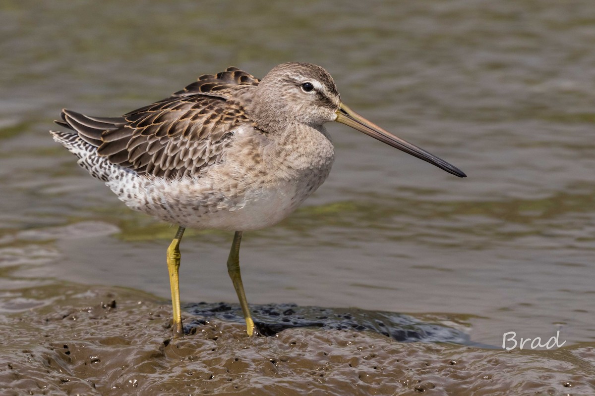 Long-billed Dowitcher - ML37659241