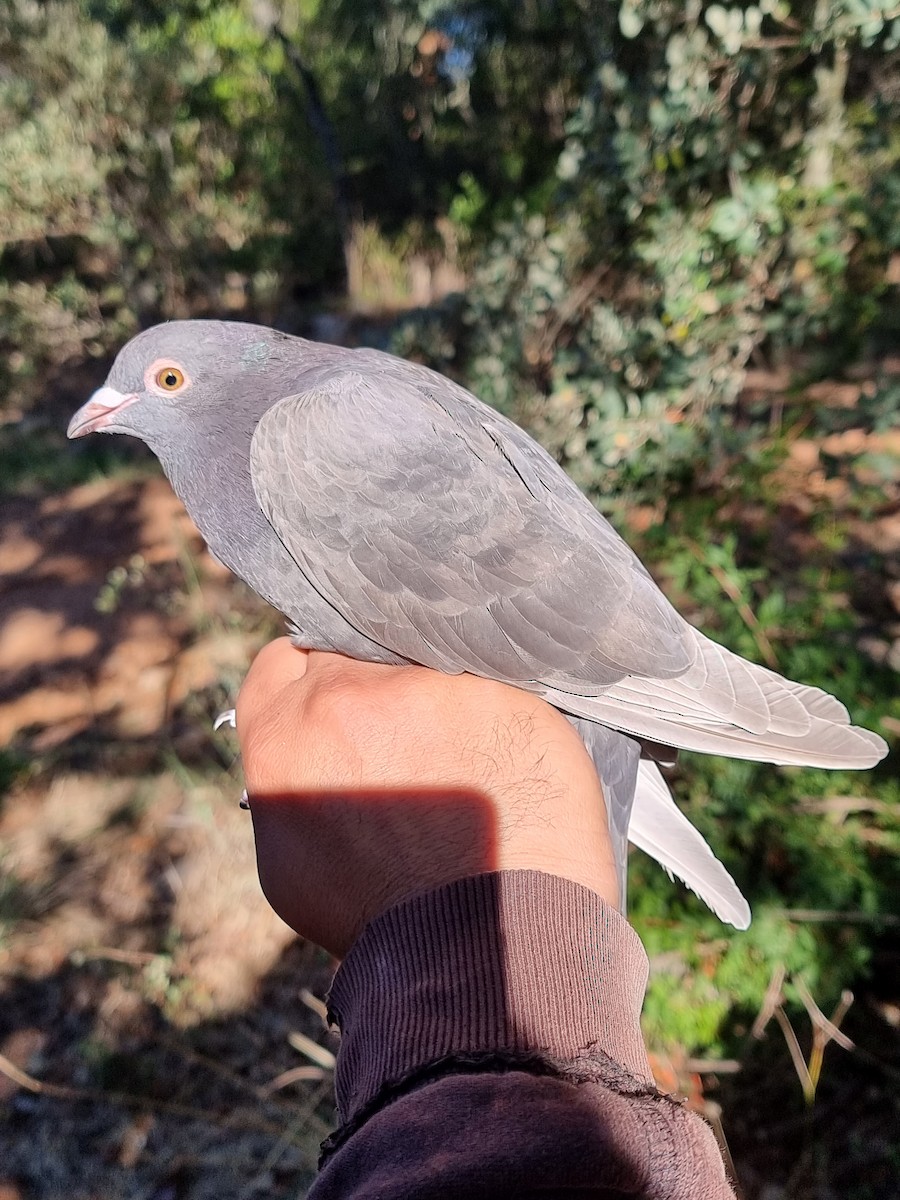 Rock Pigeon (Feral Pigeon) - ML376593341