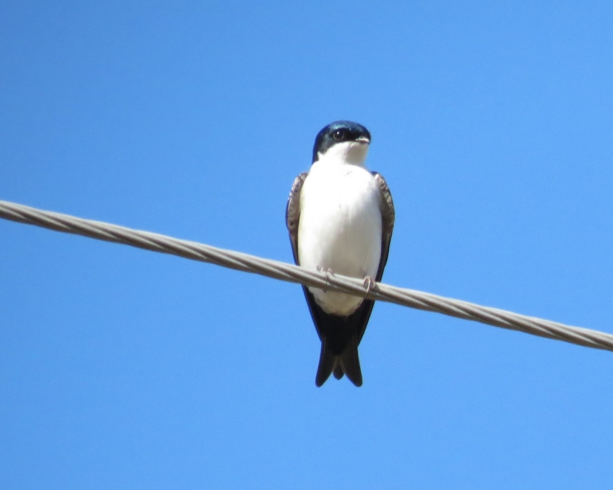 Blue-and-white Swallow - adriana centeno