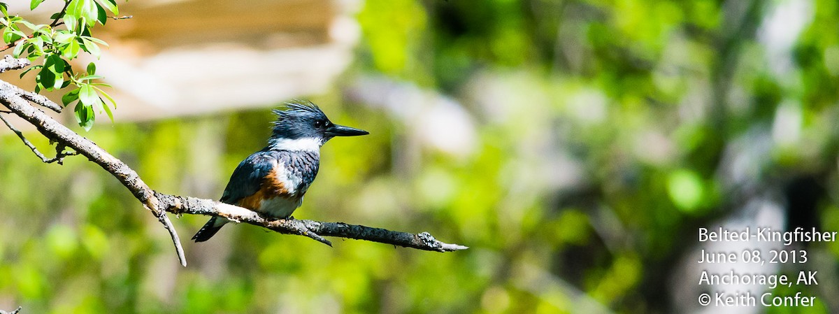 Belted Kingfisher - Keith Confer