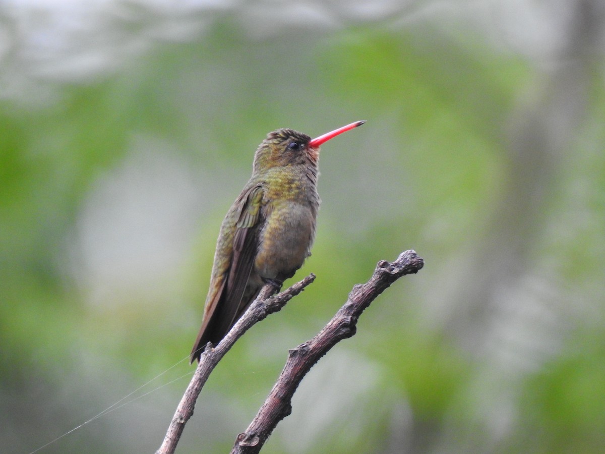 Gilded Hummingbird - Martín Toledo