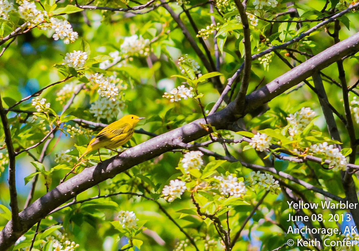 Yellow Warbler - Keith Confer