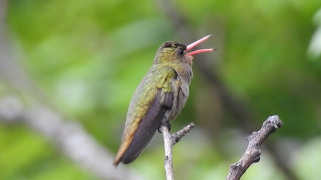 Gilded Hummingbird - ML376607161
