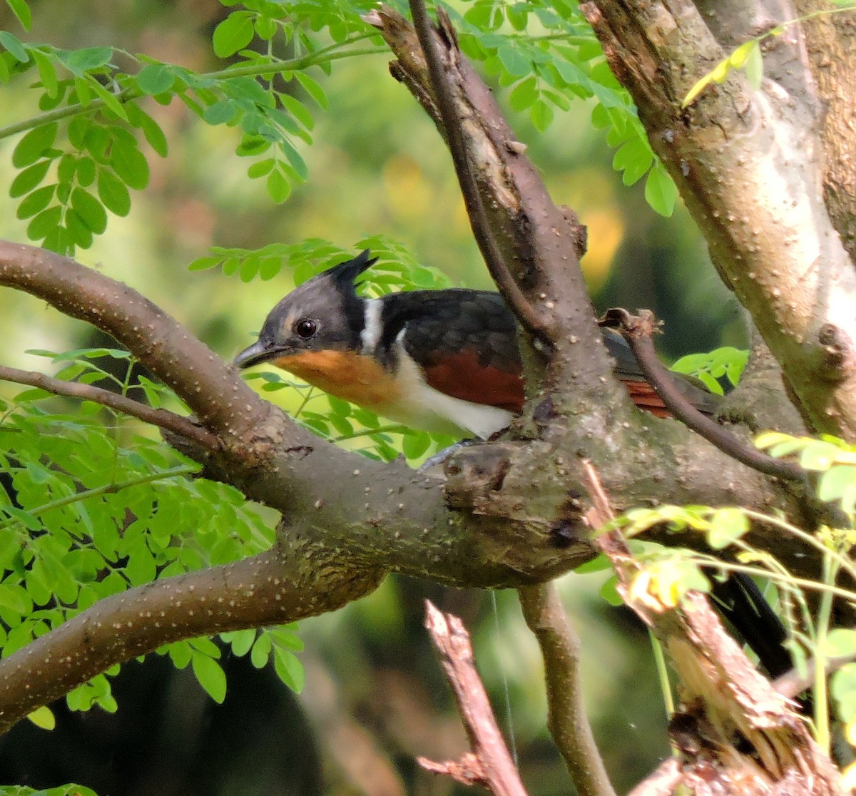 Chestnut-winged Cuckoo - Sourav  Dinda