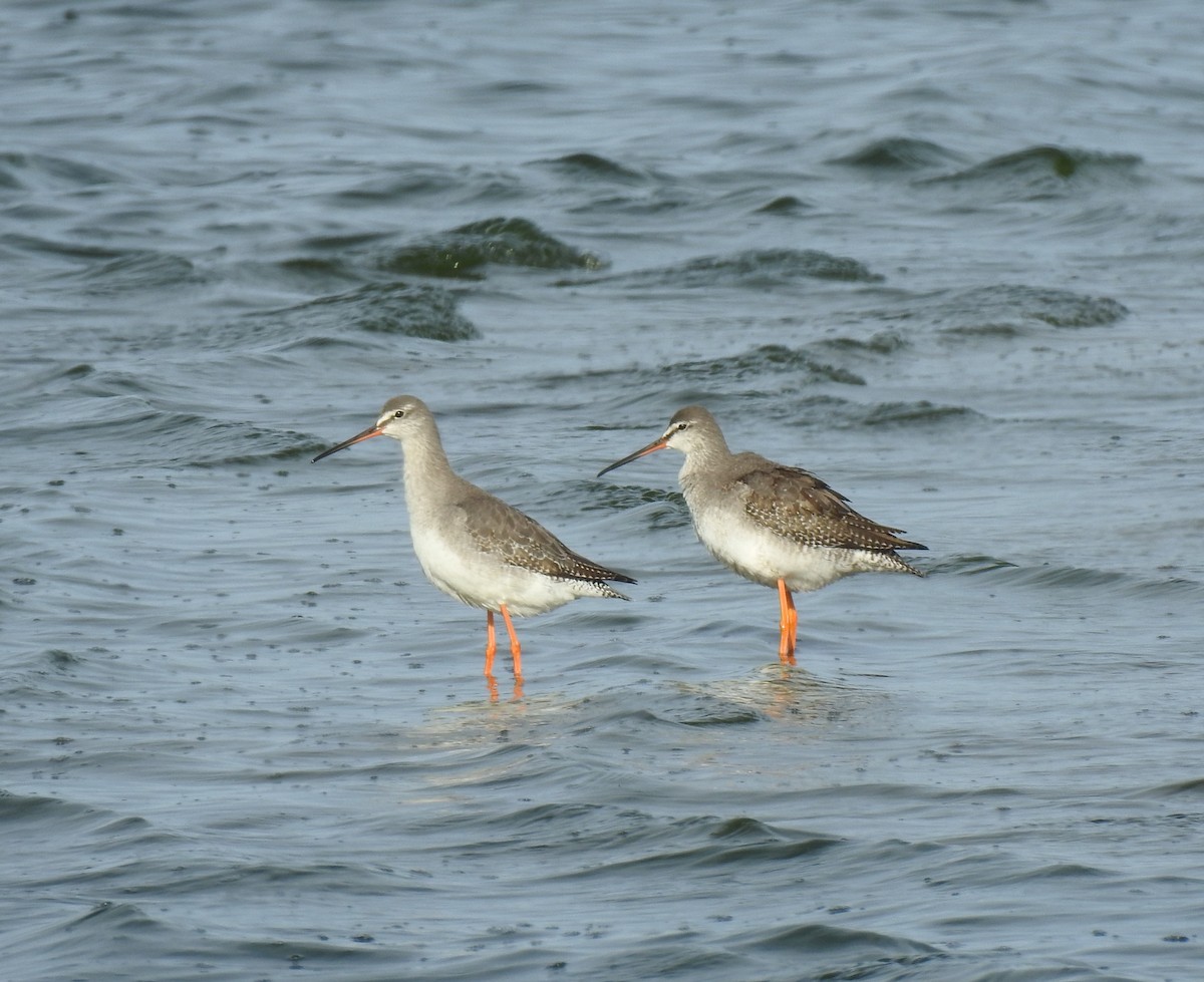 Spotted Redshank - Alan Younger