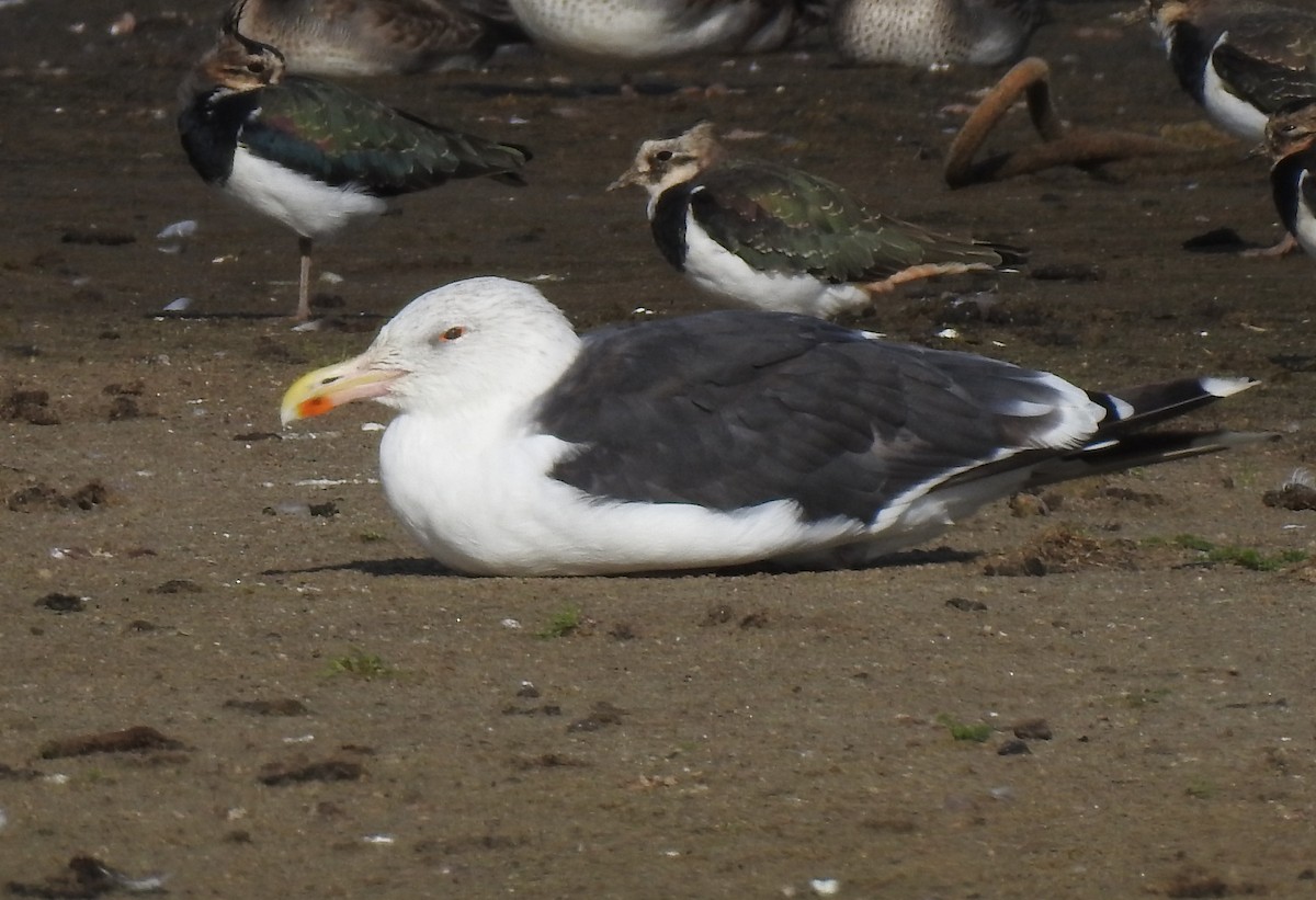 Great Black-backed Gull - Alan Younger