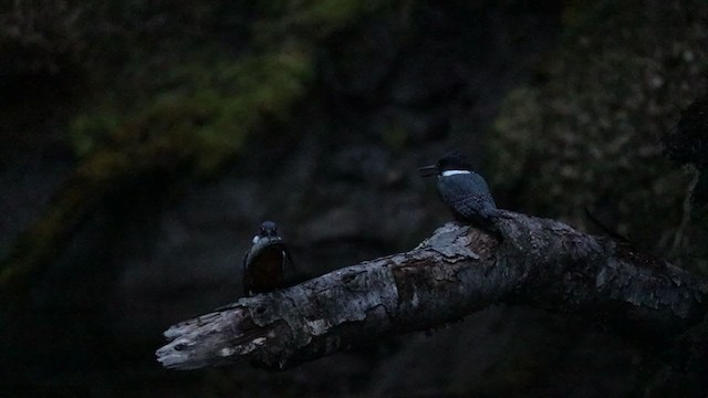 Ringed Kingfisher (Patagonian) - ML376620721