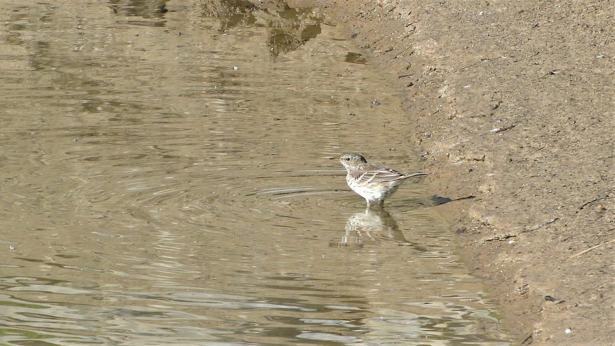 Water Pipit - ML376624201