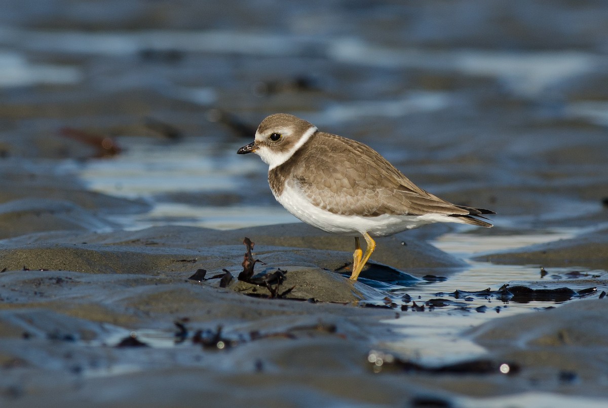 Semipalmated Plover - ML37662611