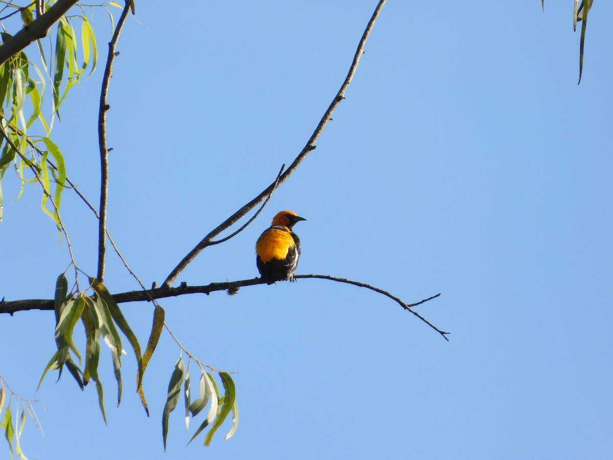 Spot-breasted Oriole - ML376631571