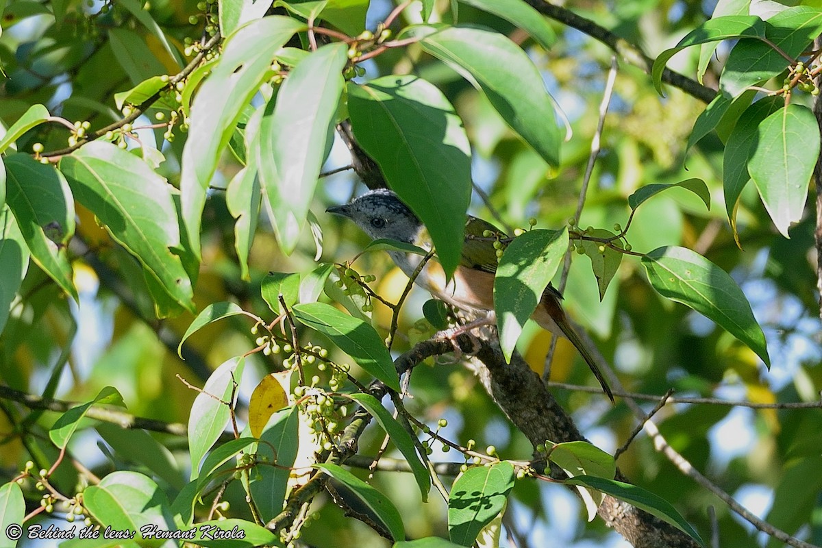 Black-headed Shrike-Babbler - Hemant Kirola