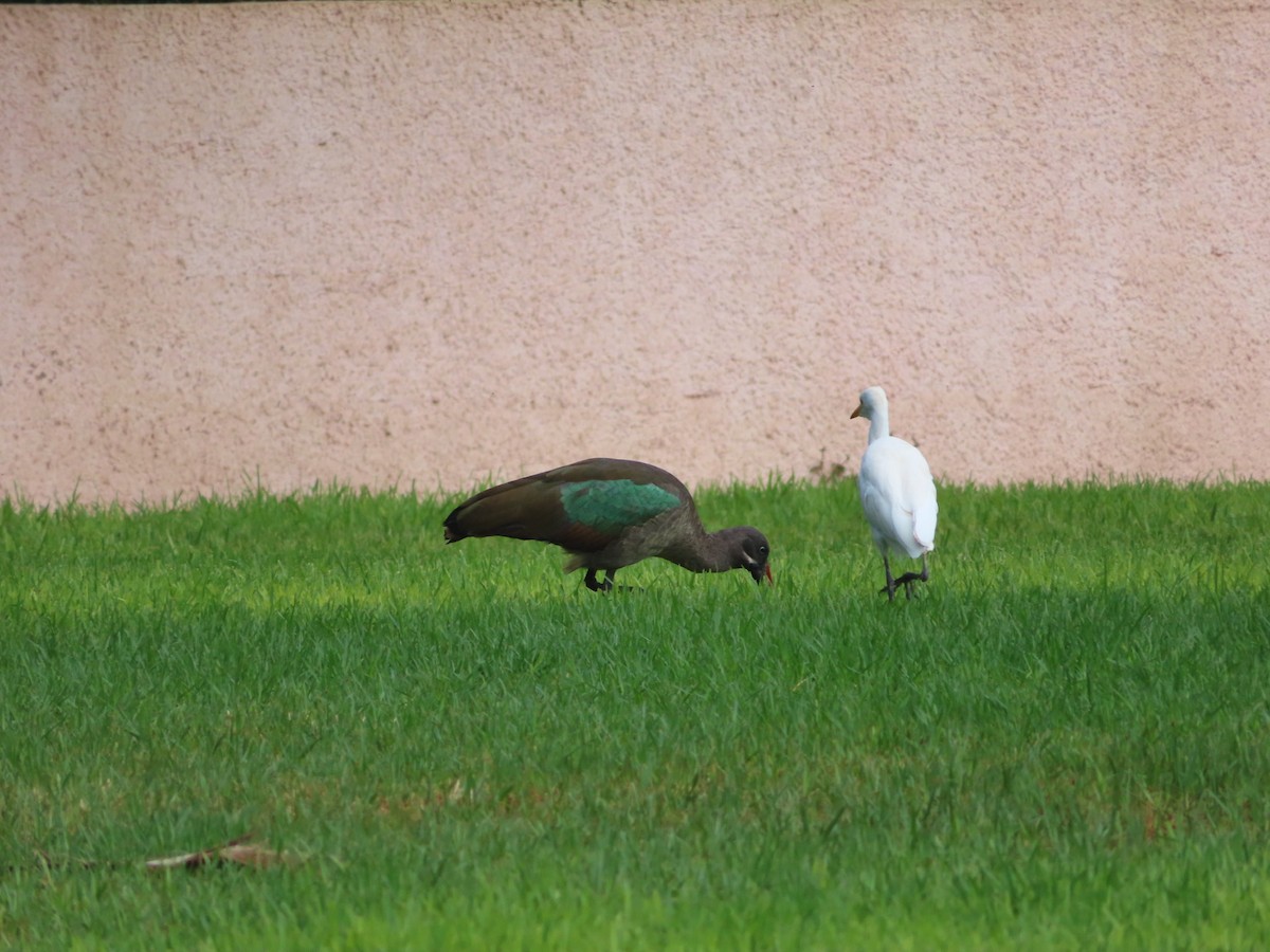 Чапля єгипетська (підвид ibis) - ML376637971