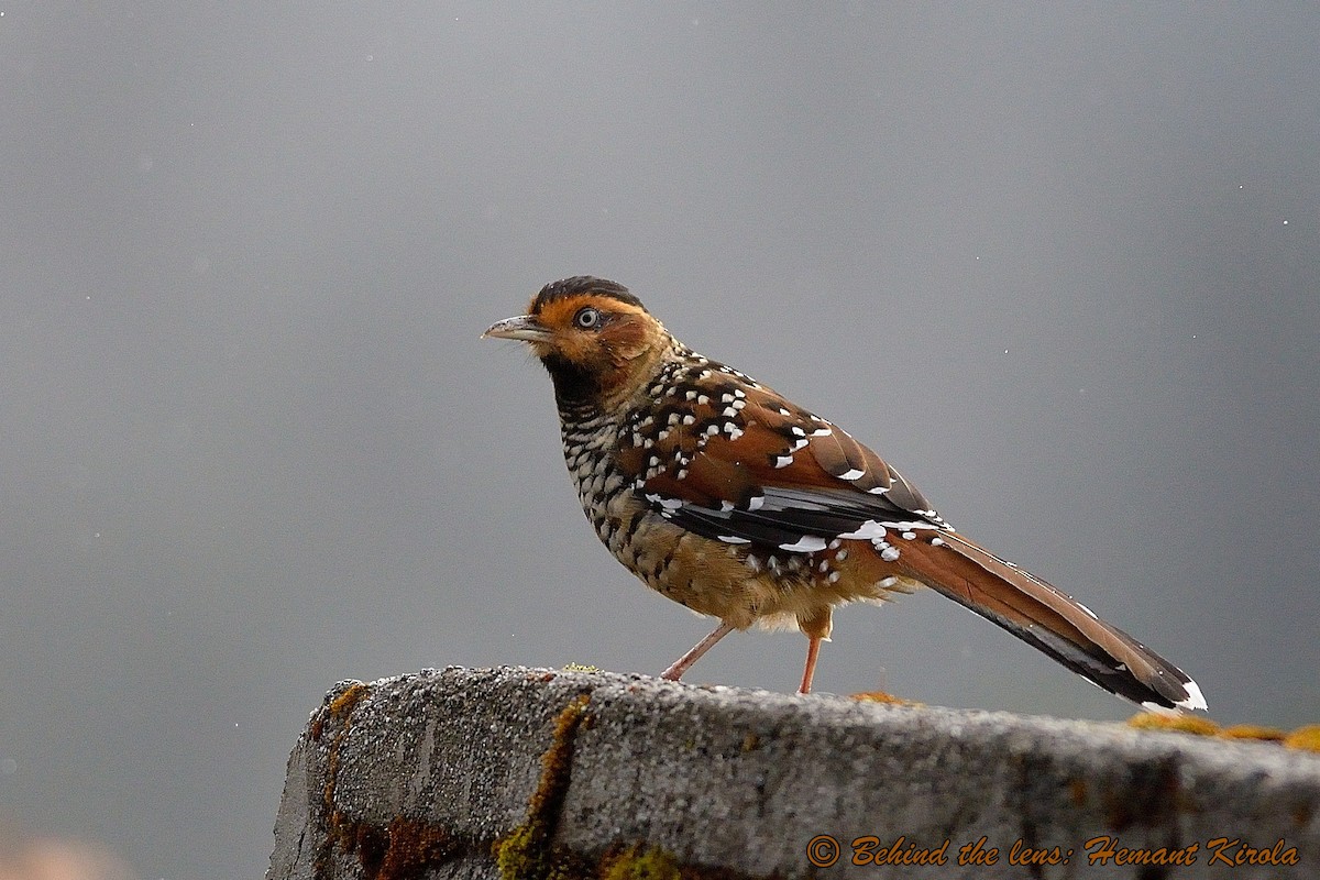 Spotted Laughingthrush - ML37663951