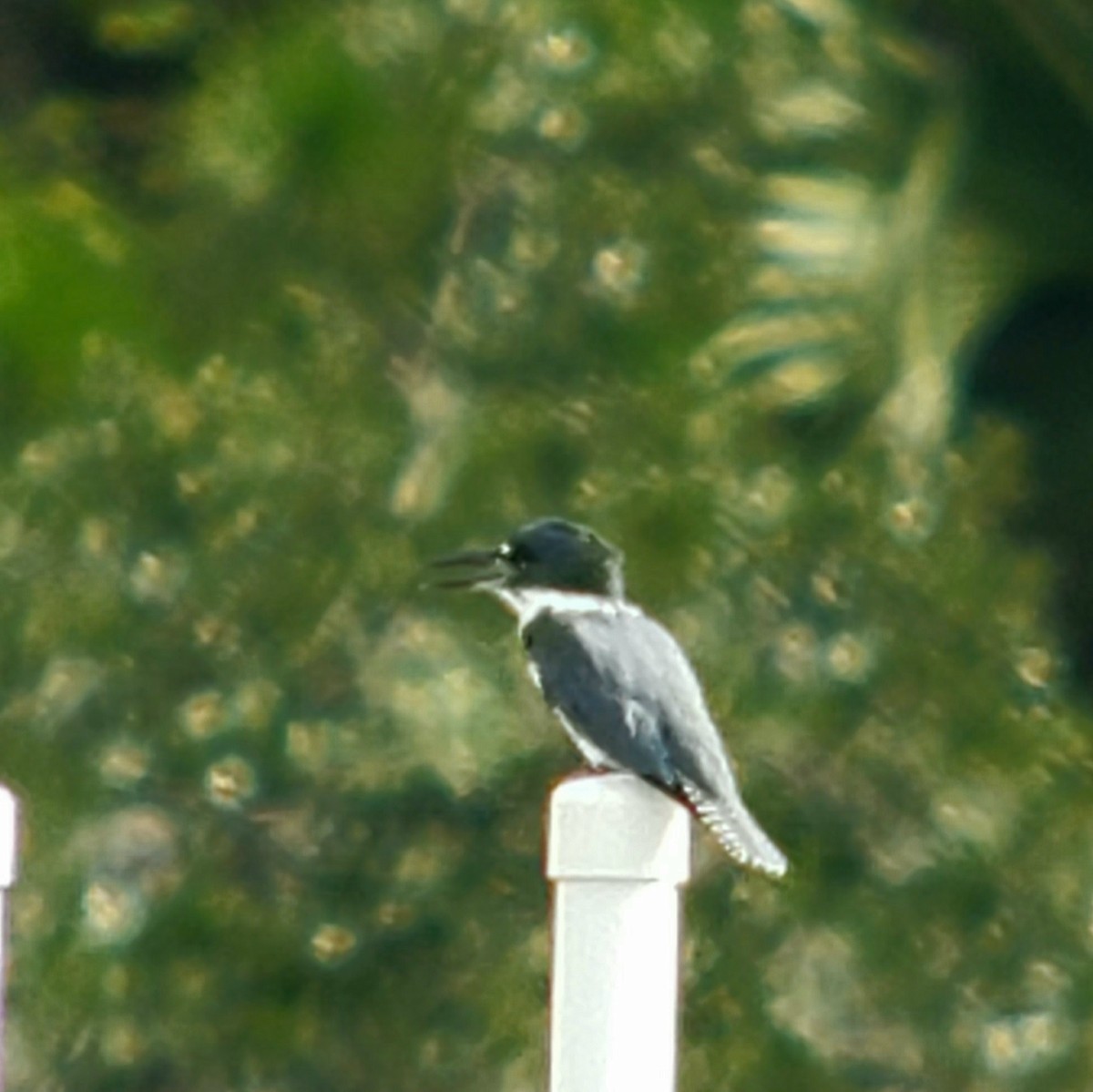 Belted Kingfisher - ML376641551