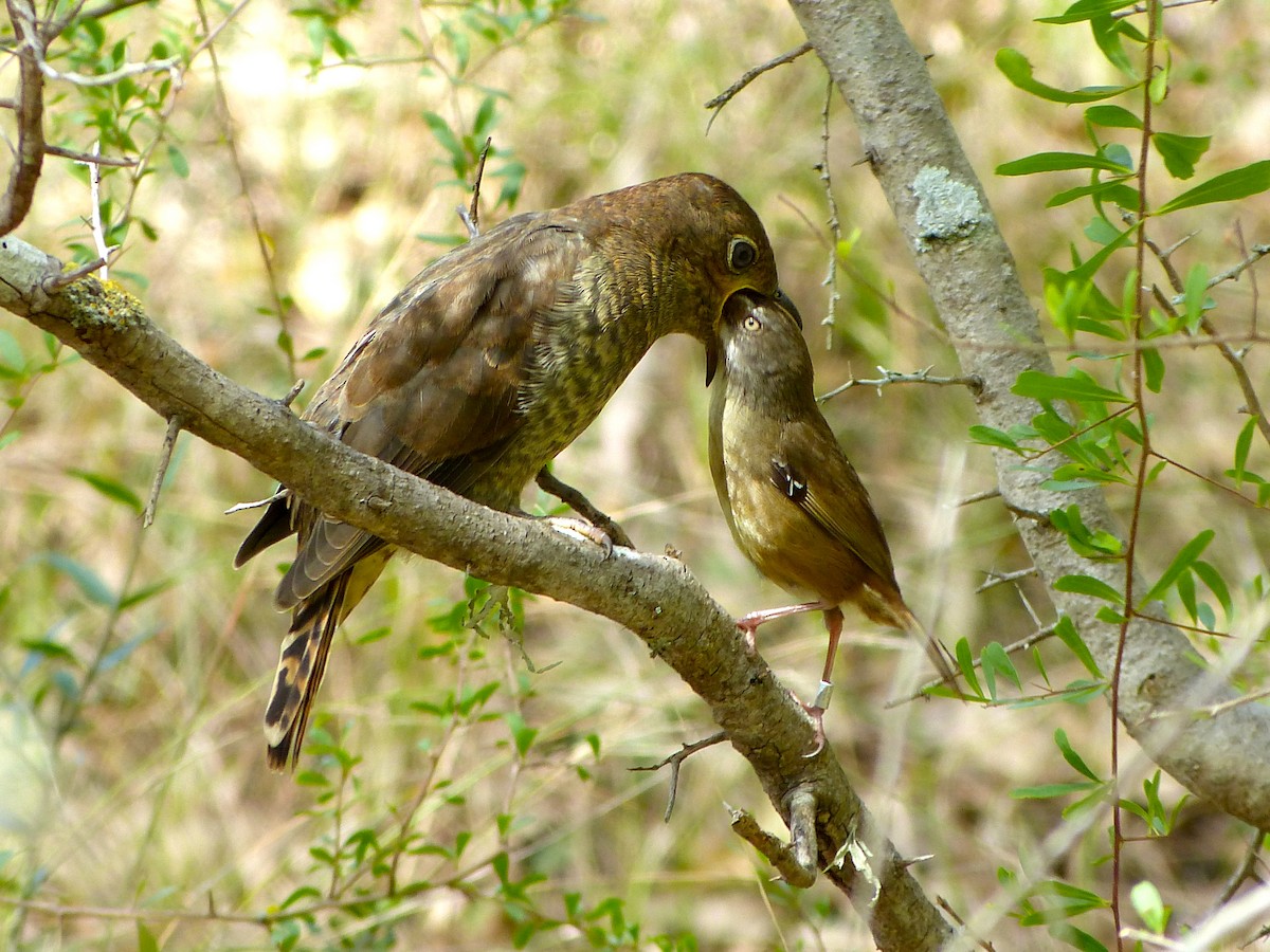 Fan-tailed Cuckoo - David Vickers
