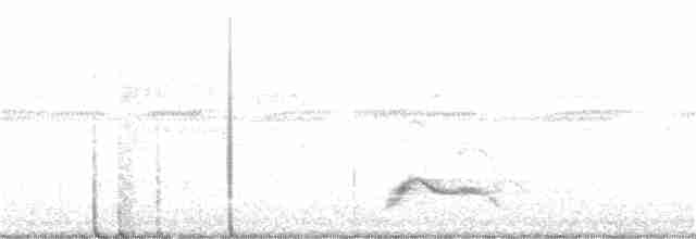 Schwarzkehl-Nachtschwalbe - ML376645221