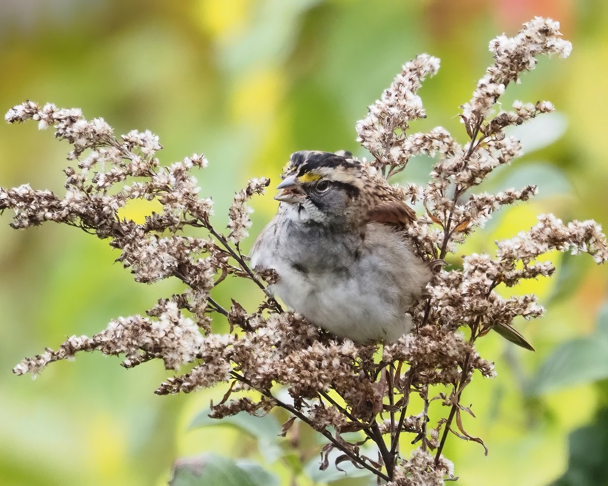 White-throated Sparrow - John Felton
