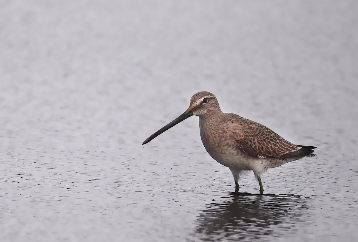 Long-billed Dowitcher - ML376647521