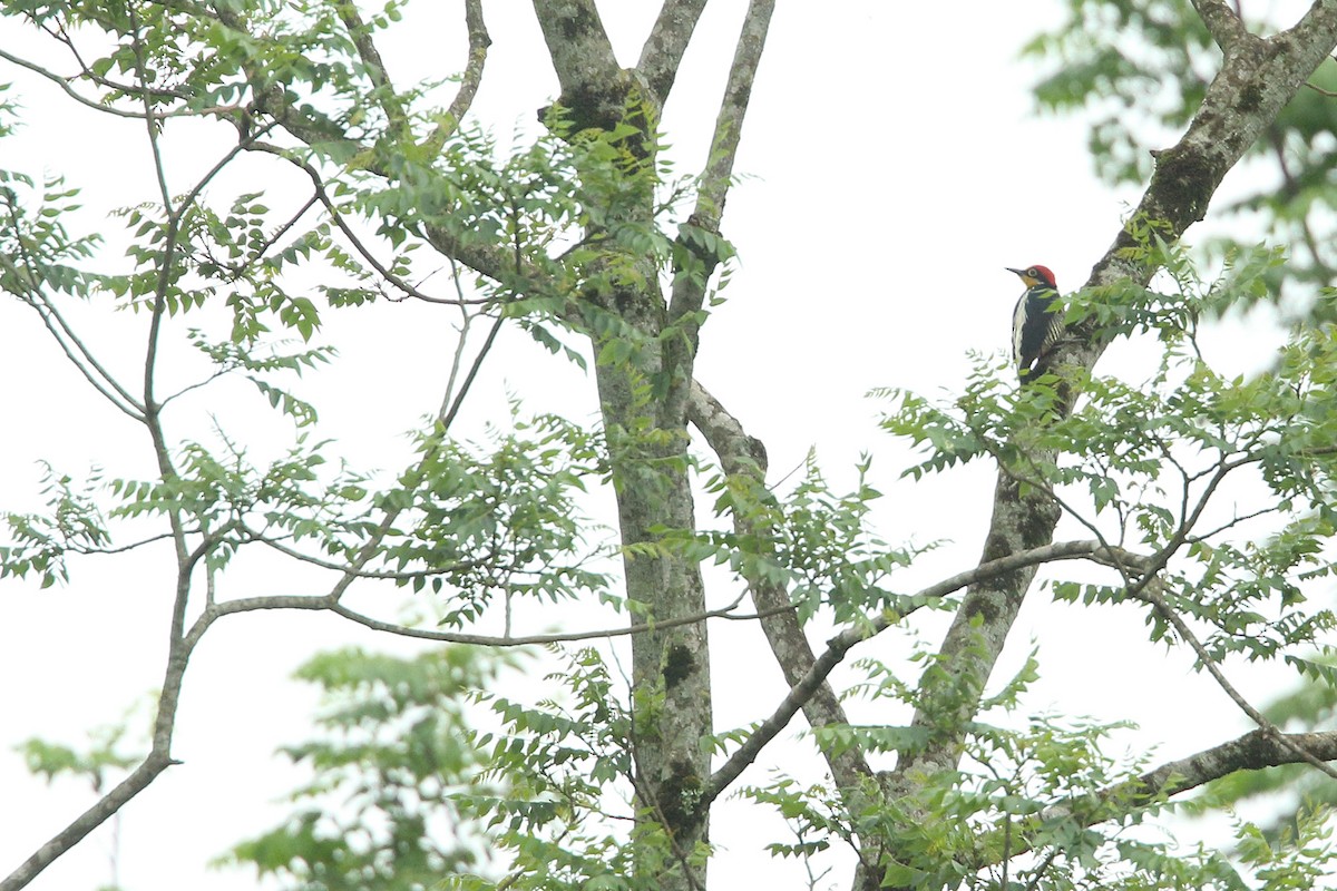 Yellow-fronted Woodpecker - ML376649911