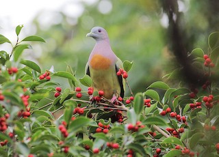 Pink-necked Green-Pigeon, ML37665051