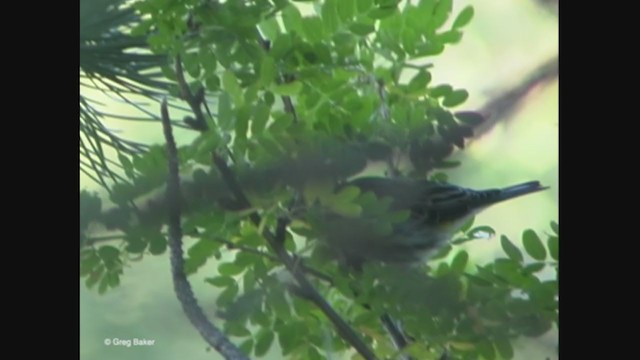 Yellow-rumped Warbler (Audubon's) - ML376651971