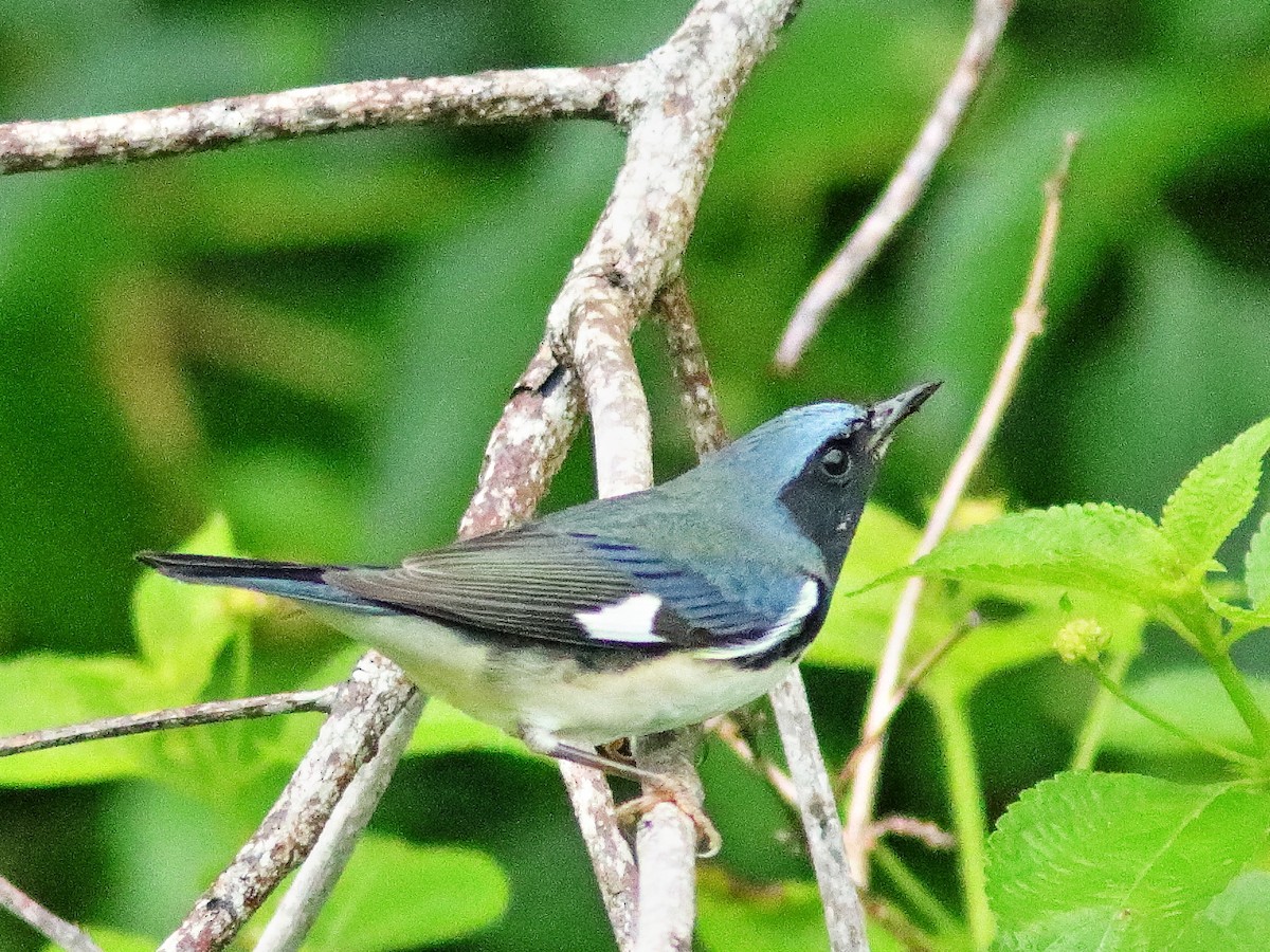 Black-throated Blue Warbler - ML376653151