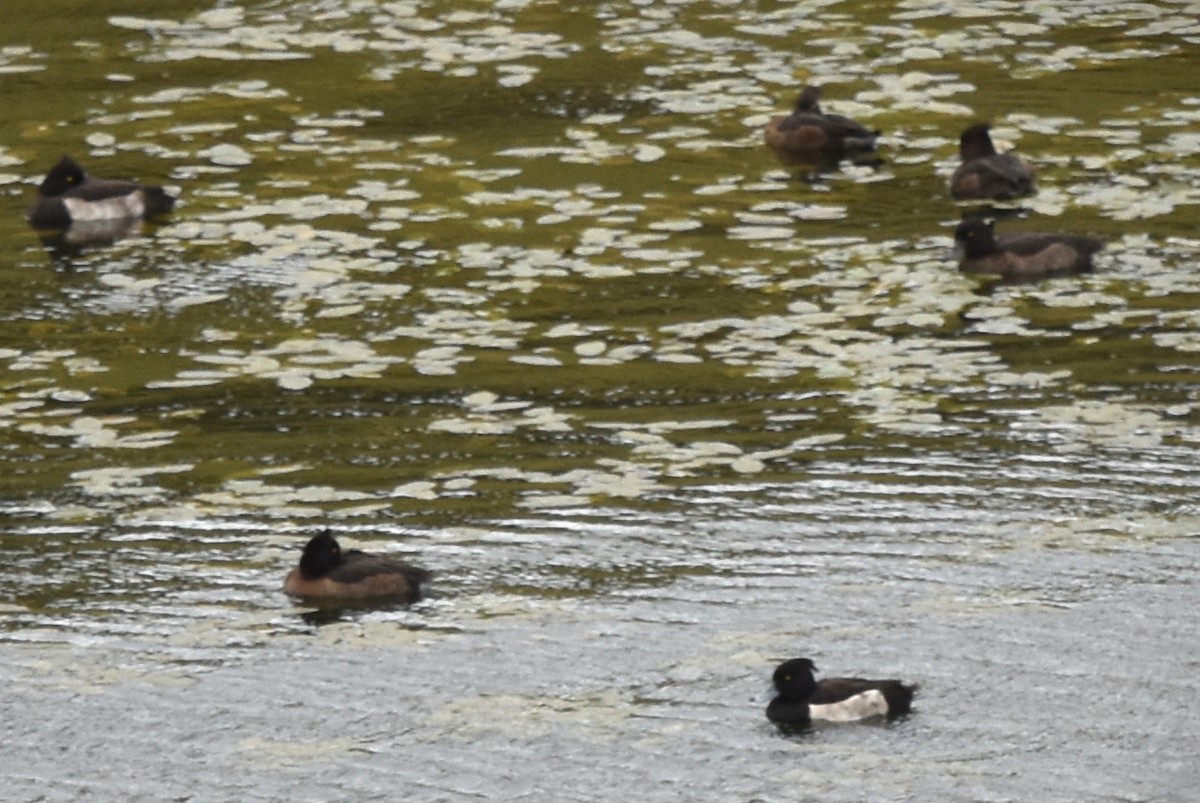 Tufted Duck - ML376653361