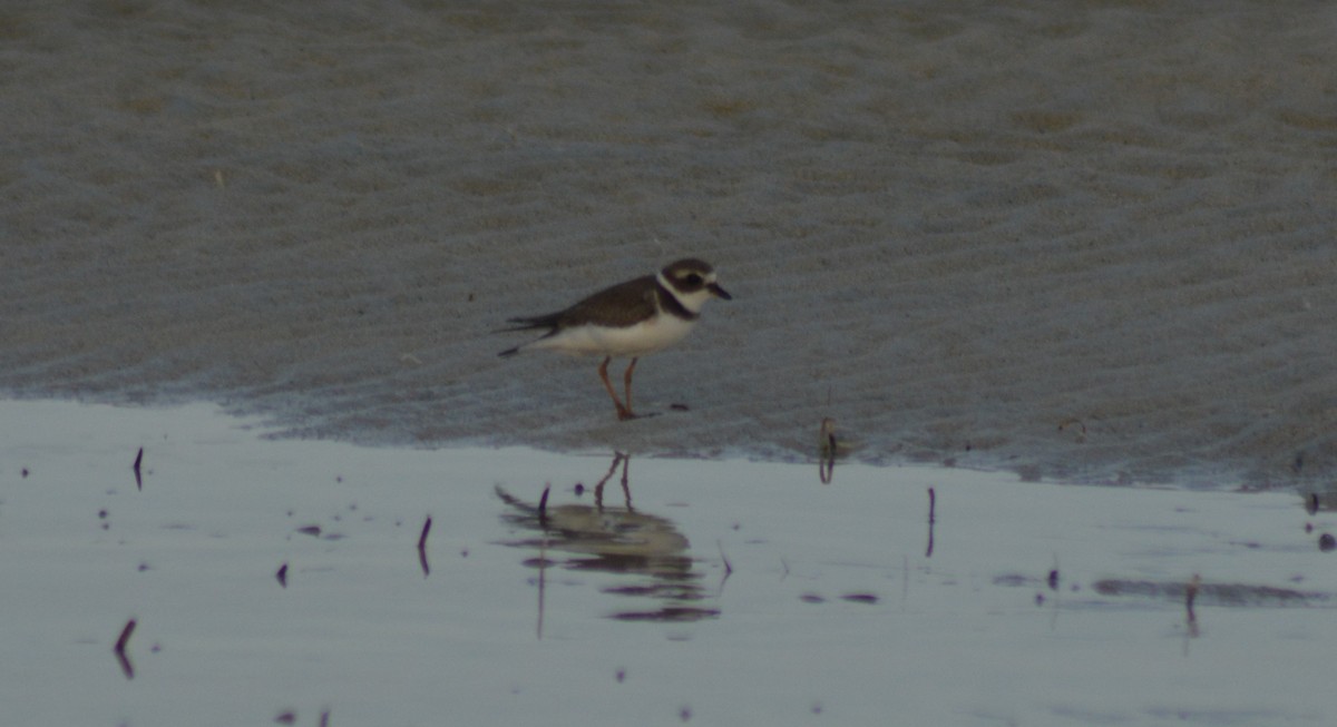 Semipalmated Plover - ML376659201