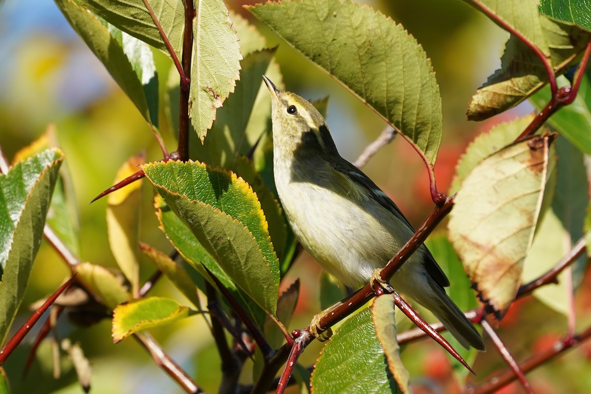 Yellow-browed Warbler - ML376665261