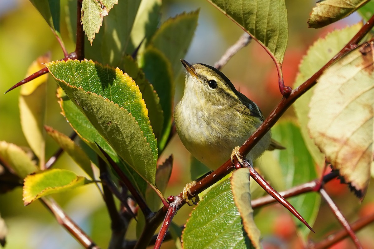 Yellow-browed Warbler - ML376665271
