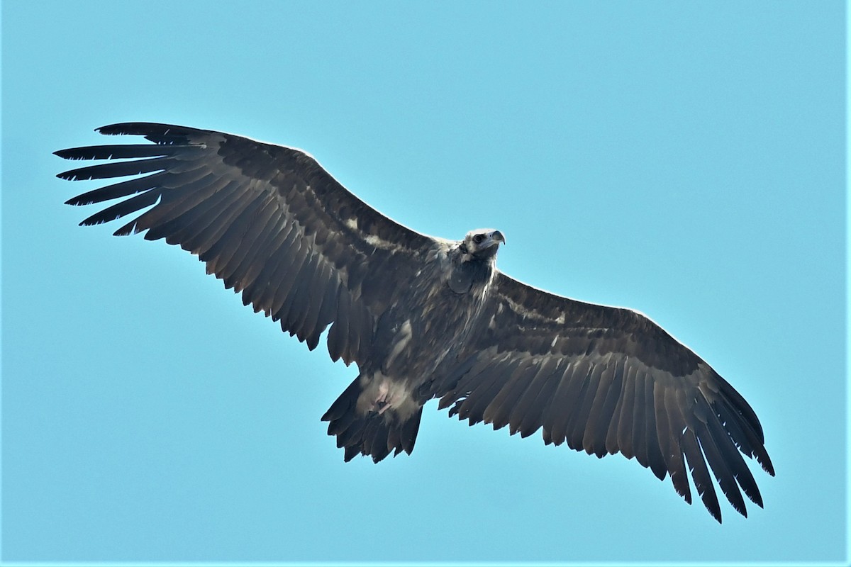 Cinereous Vulture - ML376672131