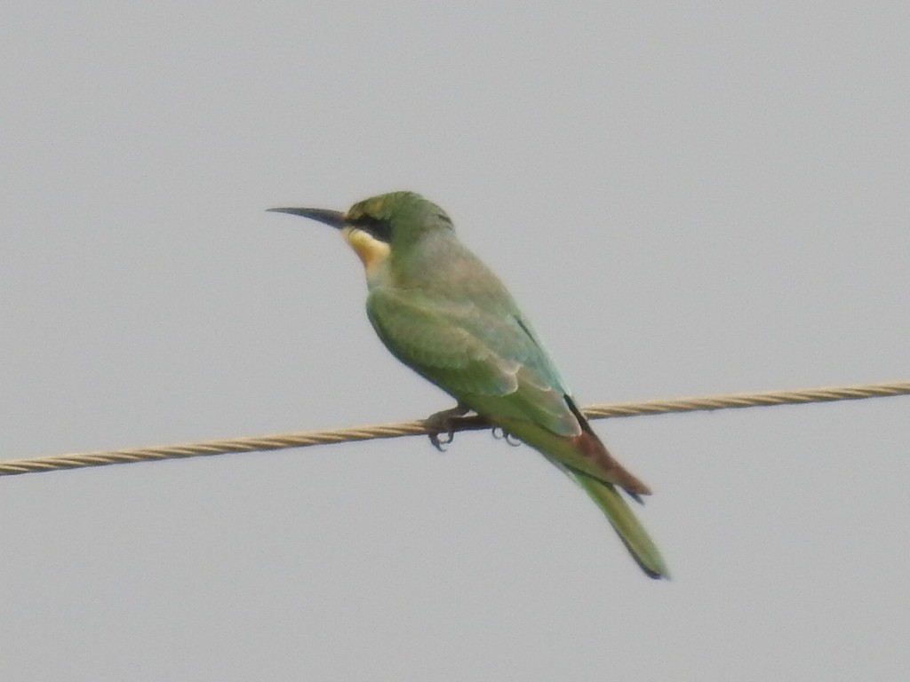 Blue-tailed Bee-eater - ML37667271