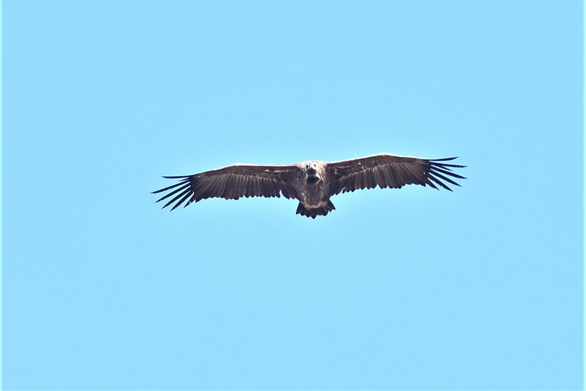 Cinereous Vulture - ML376672831
