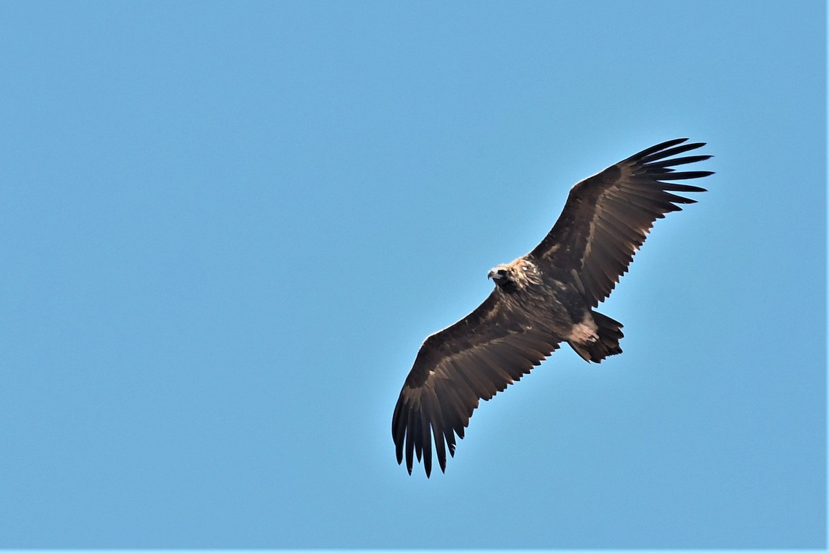 Cinereous Vulture - ML376673171