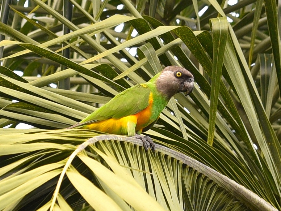 Senegal Parrot - ML376674991