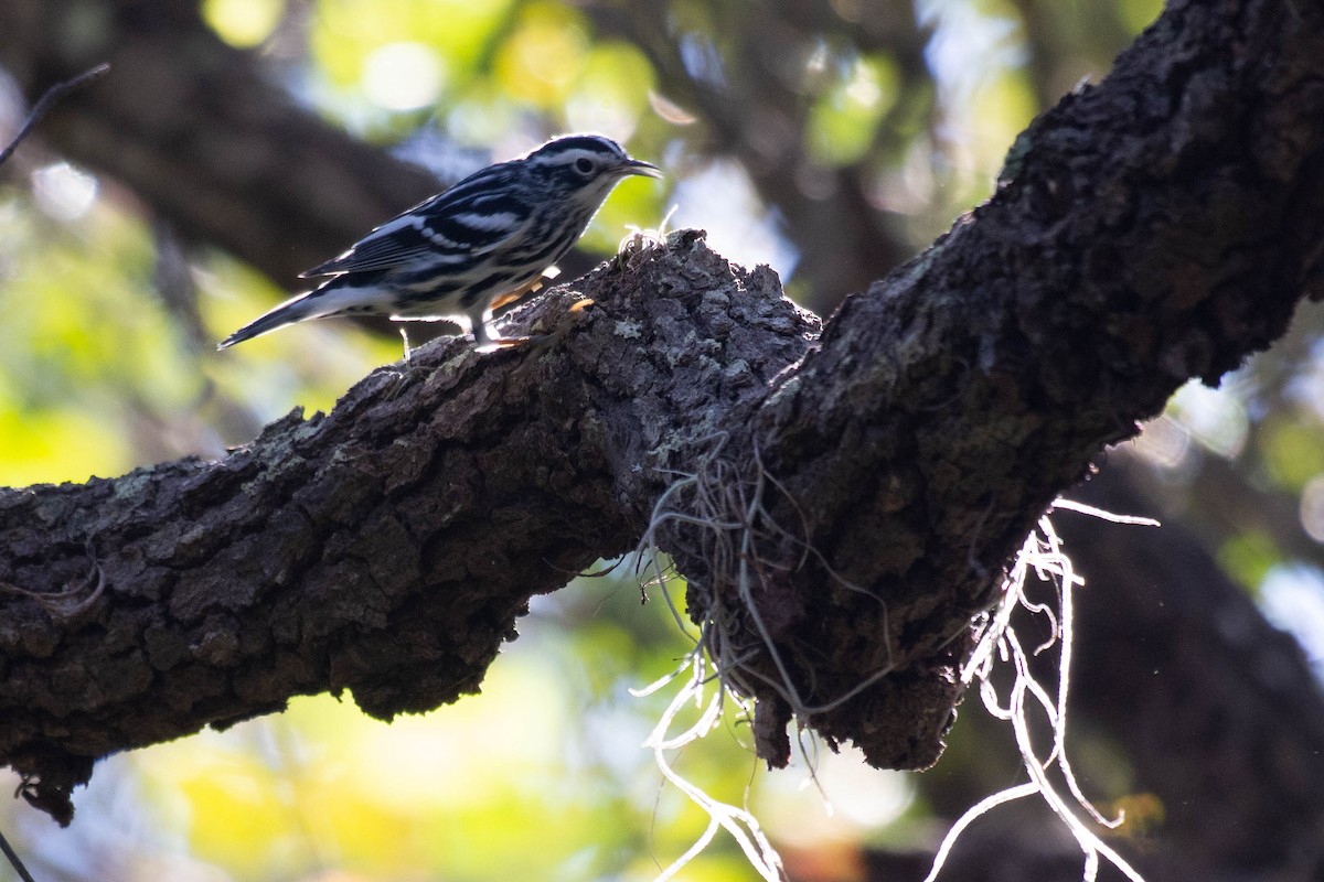 Black-and-white Warbler - ML376675251