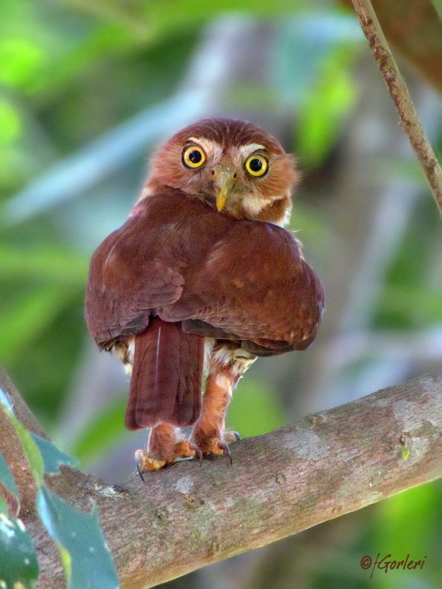 Ferruginous Pygmy-Owl - Fabricio C. Gorleri